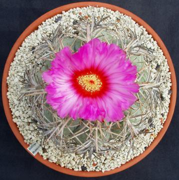 echinocactus horizonthalonius04